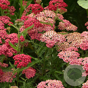 Achillea 'Velour' GM P9