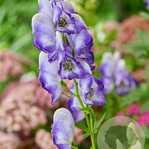 Aconitum camm. 'Bicolor' GM P9