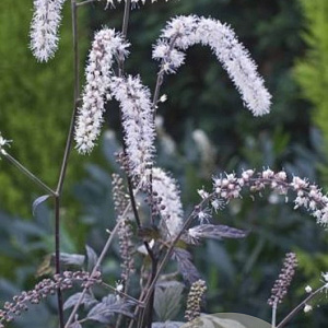 Actaea racemosa 'Queen of Sheba' GM P9
