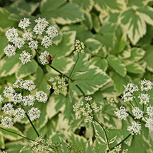 Aegopodium podagraria 'Variegatum' GM P9