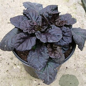 Ajuga reptans Black Scallop GM P9