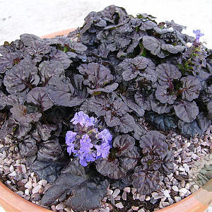 Ajuga reptans Black Scallop GM P9
