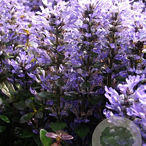 Ajuga tenorii 'Valfredda' GM P9