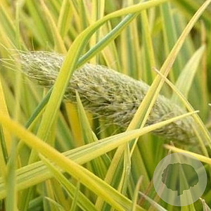 Alopecurus pra. 'Aureovariegatus' GM P9