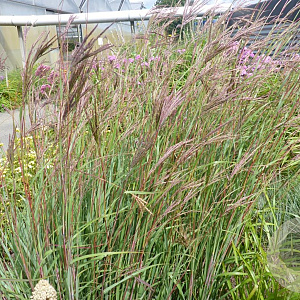 Andropogon hallii 'JS Purple Konza' GM P9