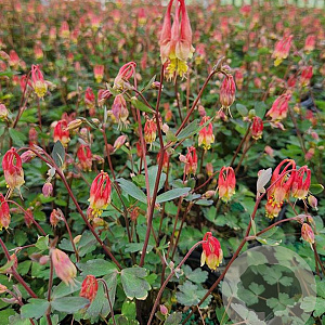 Aquilegia can. 'Little Lanterns' GM P9