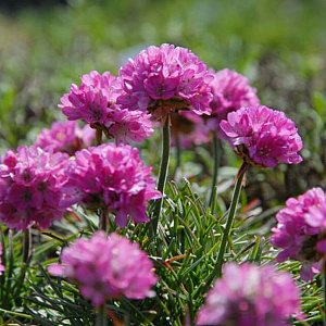 Armeria mar. 'Frühlingszauber' GM P9
