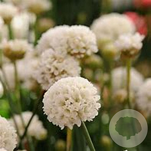 Armeria ps. 'Ballerina White' GM P9
