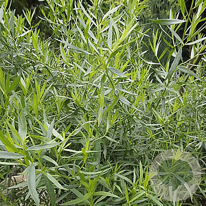 Artemisia dracunculus 'Sativa' GM P9