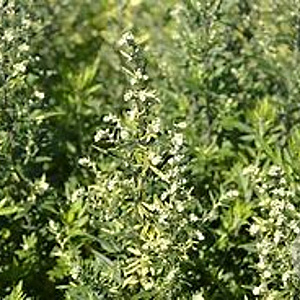 Artemisia v. Oriental Limelight GM P9