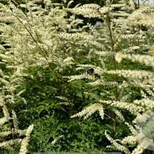 Aruncus aethusifolius 'Elegance' GM P9