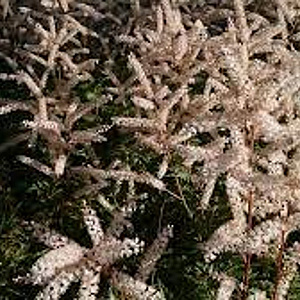 Aruncus aethusifolius 'Opulenz' GM P9