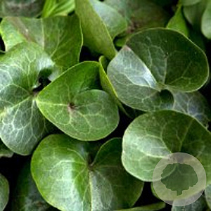 Asarum europaeum GM P9