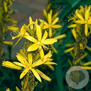 Asphodeline lutea GM P9