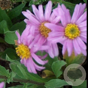Aster amellus 'Rosa Erfüllung' GM P9