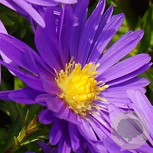 Aster (D) 'Blaue Lagune' GM P9