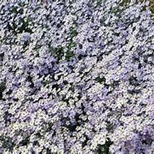 Aster cordifolius 'Blütenregen' GM P9
