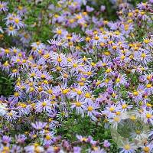Aster 'Eleven Purple' GM P9