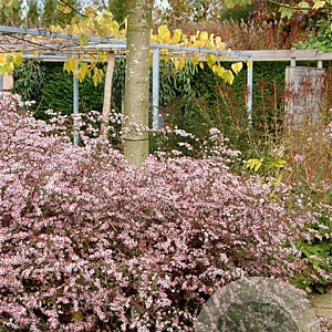 Aster l. 'Horizontalis' GM P9