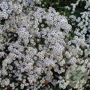 Aster pilosus demotus GM P9