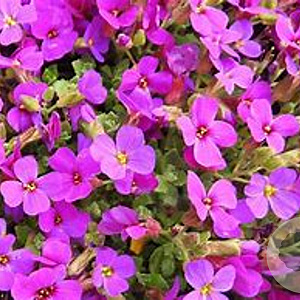 Aubrieta 'Rosenteppich' GM P9