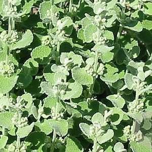 Ballota pseudodictamnus GM P9