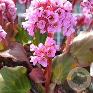 Bergenia cordifolia 'Herbstblüte' GM P9