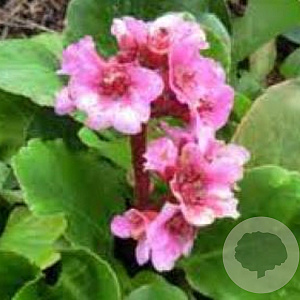 Bergenia cordifolia 'Herbstblüte' GM P9