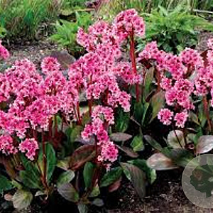 Bergenia 'Pink Dragonfly' GM P9