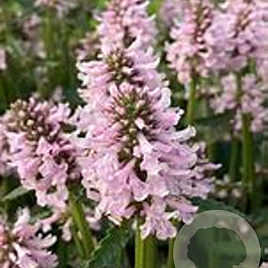 Betonica off. 'Summer Sweets' GM P9