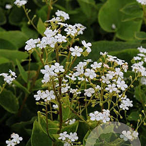 Brunnera macr. 'Betty Bowring' GM P9