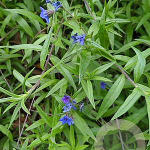 Buglossoides purpurocaerulea GM P9