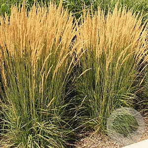 Calamagrostis acut. 'Karl Foerster' GM P9