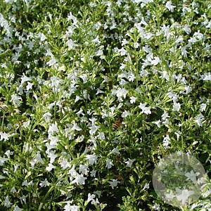 Calamintha n. 'Weisser Riese' GM P9