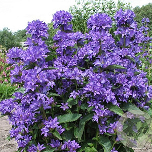 Campanula glom. 'Freya' GM P9