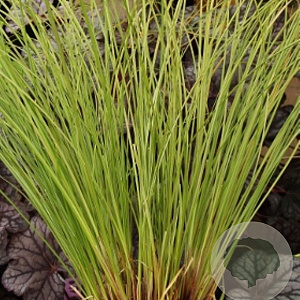 Carex flagellifera 'Kiwi' GM P9