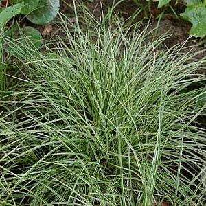 Carex montana 'Rauhreif' GM P9