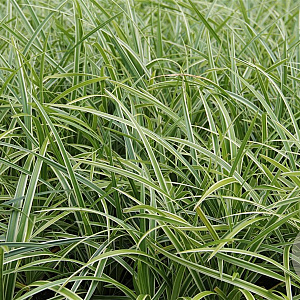 Carex morrowii Vanilla Ice GM P9