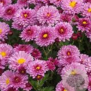 Chrysanthemum (I) 'Anastasia' GM P9