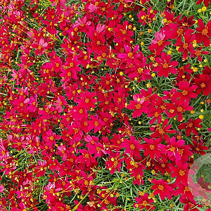Coreopsis vert. 'Red Satin' GM P9