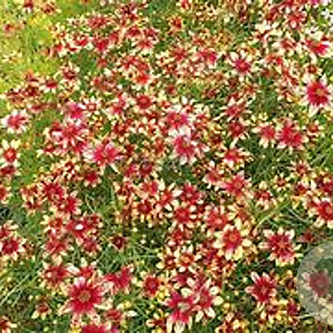 Coreopsis vert. 'Route 66' GM P9