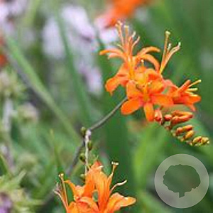 Crocosmia 'Firestars Hot Spot' GM P9