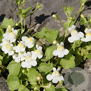 Cymbalaria pallida 'Alba' GM P9