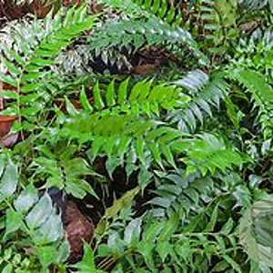 Cyrtomium macrophyllum GM P9