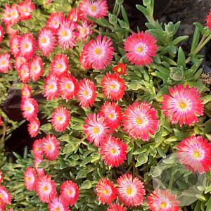 Delosperma Ice Cream Salmon GM P9