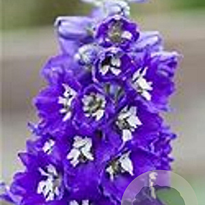 Delphinium 'Lanzenträger' GM  P11