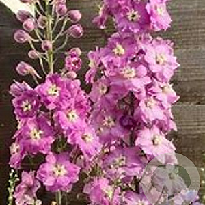 Delphinium 'Strawberry Fair' GM  P11