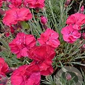 Dianthus grat. 'Bombardier' GM P9