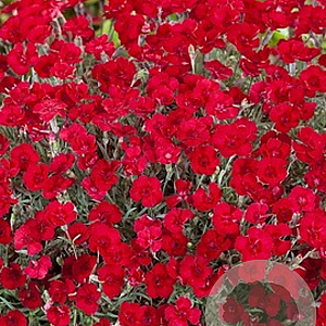 Dianthus grat. 'Lavaström' GM P9