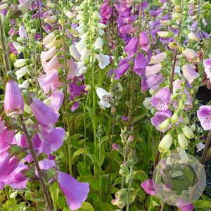 Digitalis purp. Excelsior Hybrids GM P9